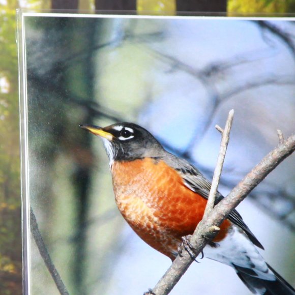 American Robin 8" x 10" Fine Art Photography Print - Picture 3 of 3